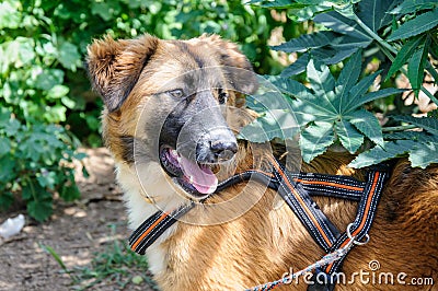 Beautiful brown dog resting on grass. Outdoor portrait