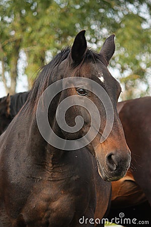 Beautiful brown horse portrait in autumn