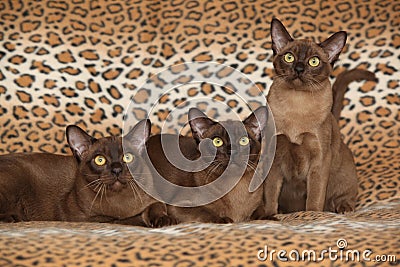 Beautiful Burmese cats in front of nice blanket