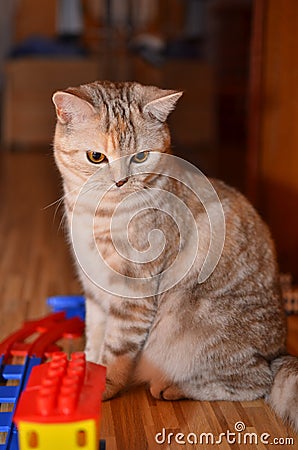 Beautiful cat with a toy