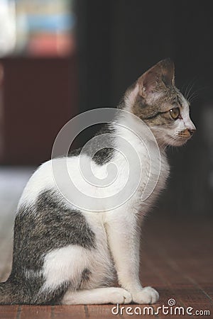 Beautiful cat on white background