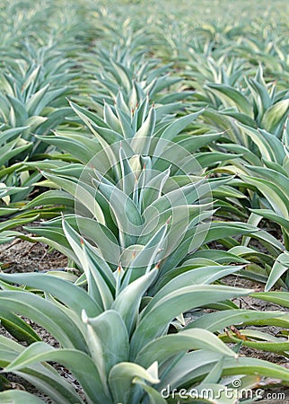 Beautiful century plant with selective focus