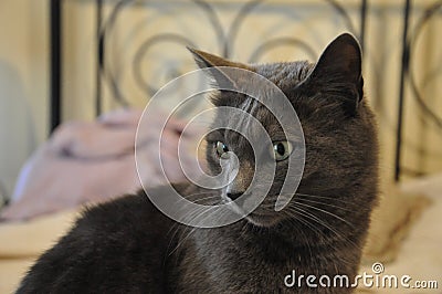beautiful chartreux cat at home