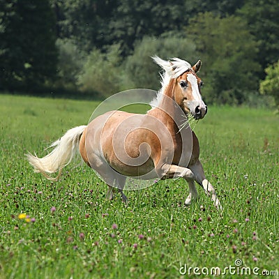 Beautiful chestnut horse with blond mane running in freedom