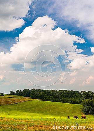 Beautiful clouds over horses in a farm field in Southern York Co