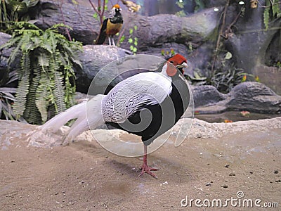 The beautiful colored male Chinese Pheasant in a natural environ