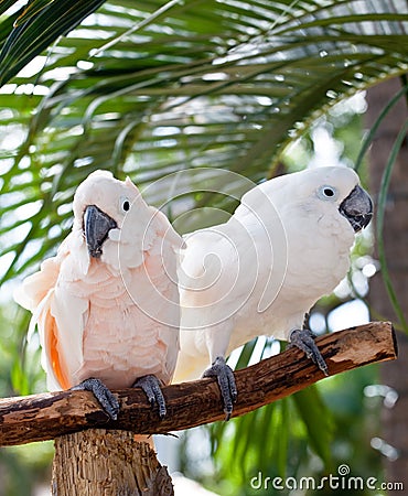 Beautiful colorful parrot