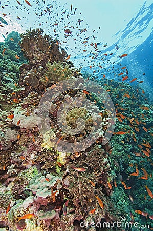 Beautiful coral reef scene