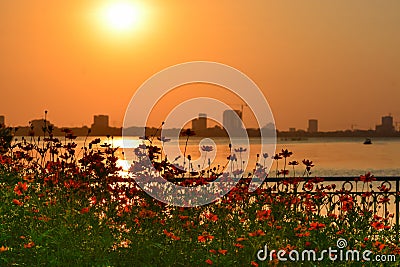 A beautiful cosmos flowers bed and lake views.