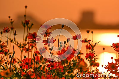 A beautiful cosmos flowers bed and lake views.