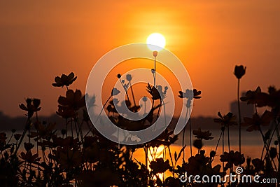 A beautiful cosmos flowers bed and lake views.