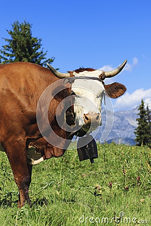 Beautiful cow in french alps