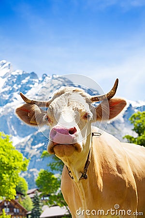 Beautiful cow s muzzle