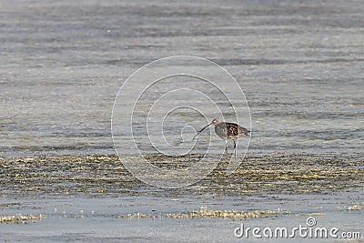 Beautiful curlew searching food in the sea bed