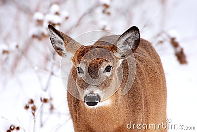 Beautiful deer in winter