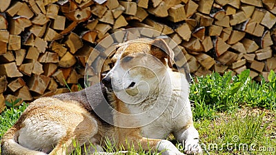 Beautiful dog lying on a grass about fire wood.