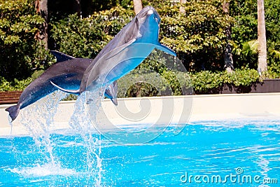 Beautiful dolphin jumping in the pool