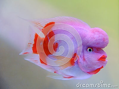 http://thumbs.dreamstime.com/x/beautiful-fish-13316116.jpg