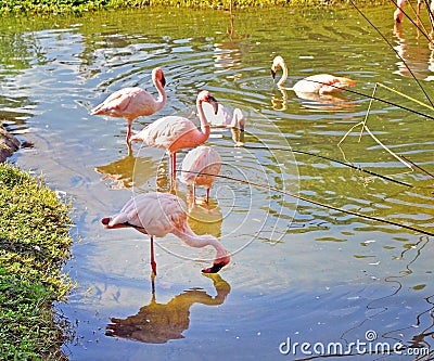Beautiful flamingos in a river