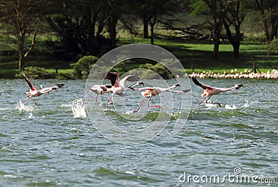 Beautiful Flamingos walking over water