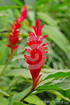 Beautiful Flower of Red Ginger Plant