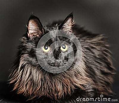 Beautiful fluffy black cat