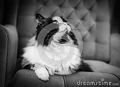 Beautiful fluffy cat, black and white