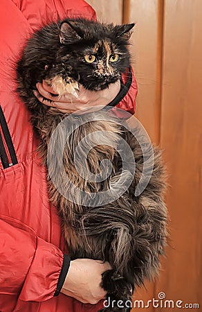 Beautiful fluffy tortoiseshell cat