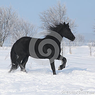 Beautiful friesian mare with mane running in snow