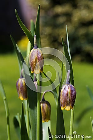 Beautiful Fritillaria uva-vulpis Purple bulbs with Yellow ending