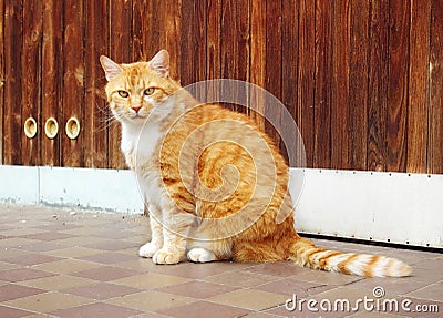 Beautiful ginger cat