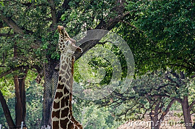 Beautiful Giraffe eating from a tree
