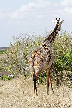 A beautiful Giraffe moving to the green bush