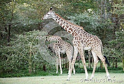 Beautiful Giraffes near Lake Naivasha