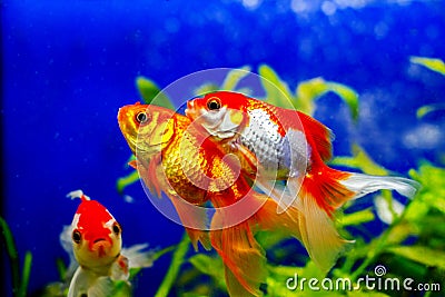 Beautiful golden aquarium fish