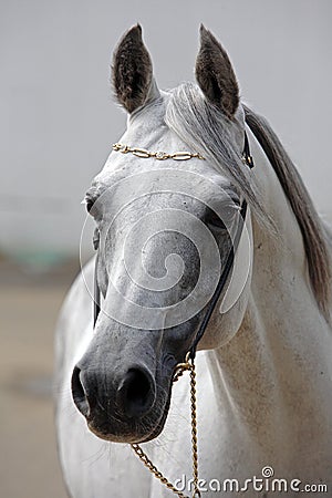 Beautiful gray Arabian horse against the stable