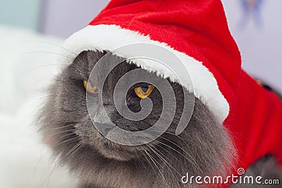 Beautiful gray cat with a Santa suit, Christmas clothes