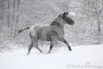 Beautiful grey pony running in winter