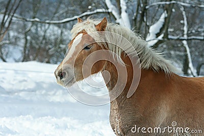 Beautiful haflinger with long mane running in snow