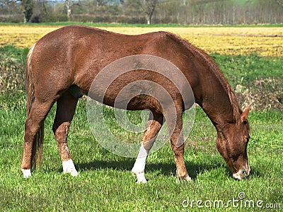 Beautiful Horse feeding