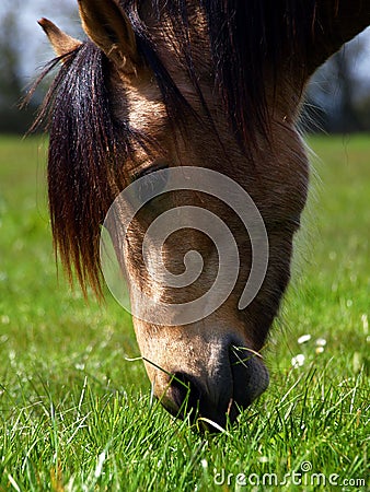 Beautiful Horse feeding