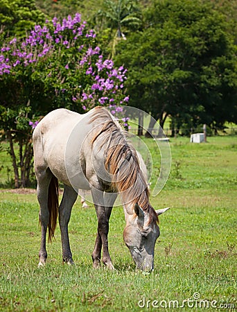 Beautiful horse feeding on grass