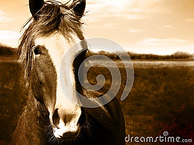 Beautiful Horse head sepia image
