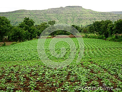 Beautiful Indian farm landscape