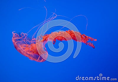 Beautiful Jelly fish in the aquarium