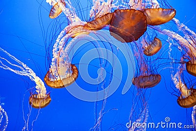 Beautiful Jelly fishes
