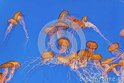 Beautiful Jelly fishes