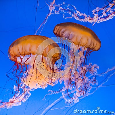 Beautiful jelly fishes