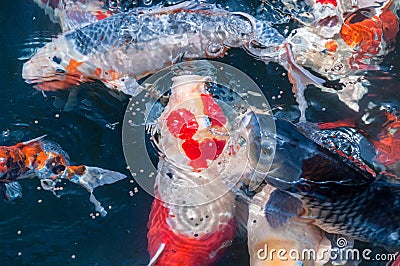 Beautiful koi fish eat food