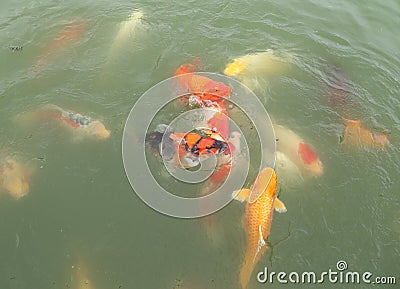 Beautiful koi fish swimming